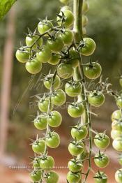 Image du Maroc Professionnelle de  Avec l'introduction des cultures sous abris serres, la région de Dakhla est devenue en très peu de temps célèbre pour ces productions de fruits et légumes destinés à l’export.  Sous d’immenses serres, la production des tomates en grappes bénéficie d’un climat phénoménalement ensoleillé, tempéré et régulier, Mardi 21 Novembre 2006. (Photo / Abdeljalil Bounhar)